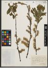 Foto von Salix phylicifolia L.